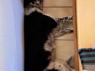 Ariel, chienne noire et blanche allongée à la maison