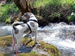 Cora en promenade au bord d’un cours d’eau