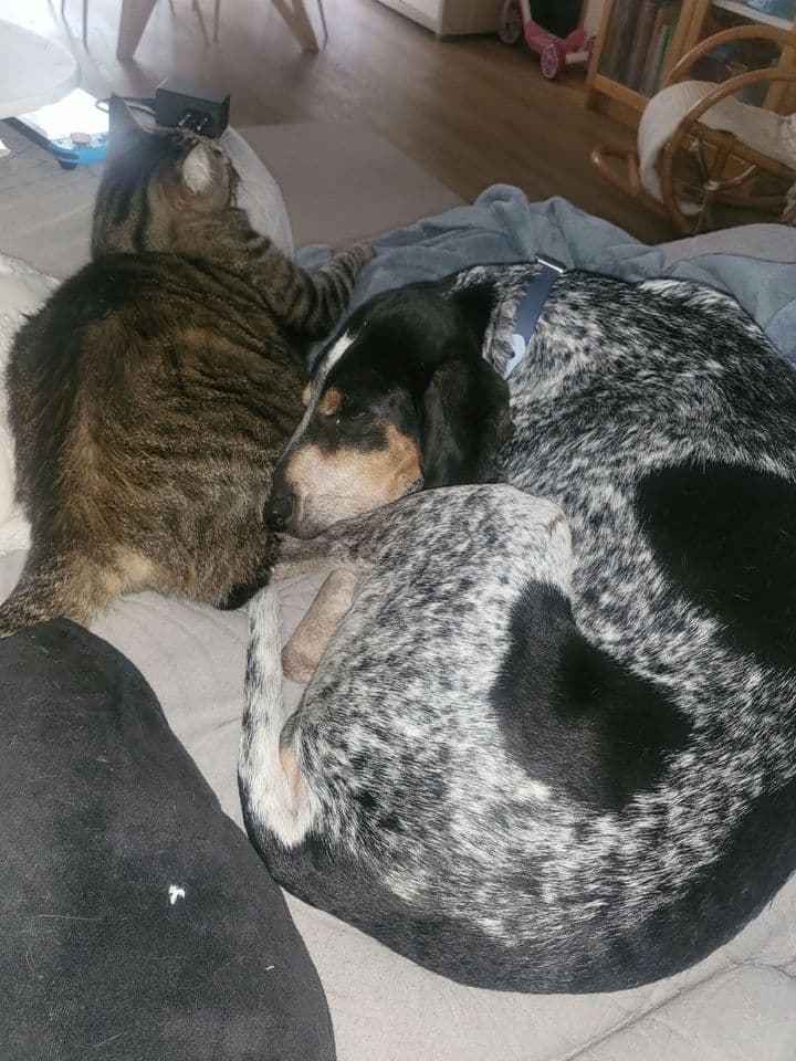 Dolly se reposant auprès d’un chat