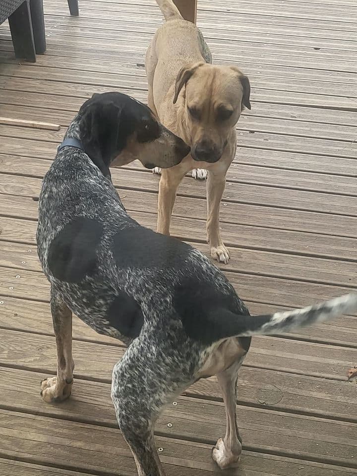 Dolly auprès d’un autre chien sur une terrasse