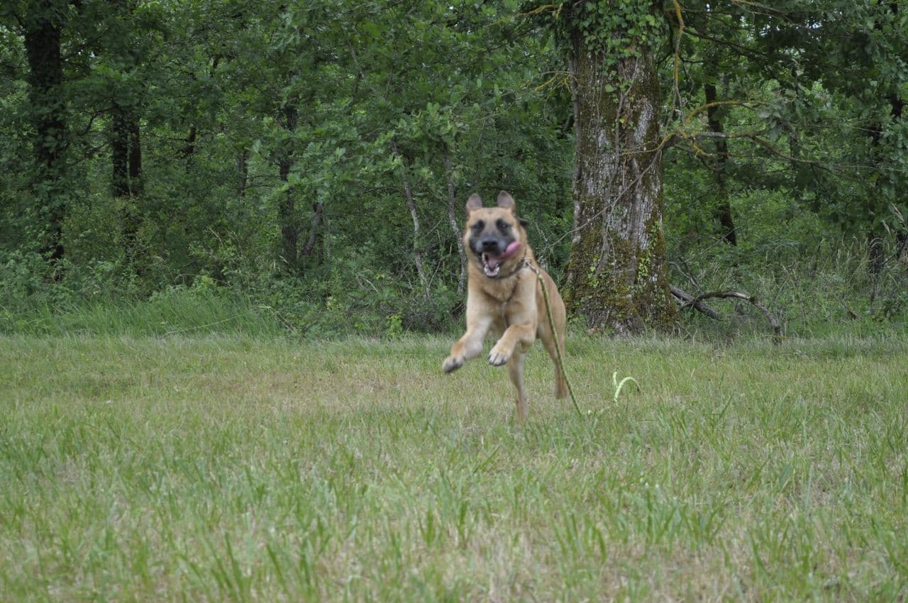 Drake, berger belge malinois, court dans l’herbe lors d’une promenade.