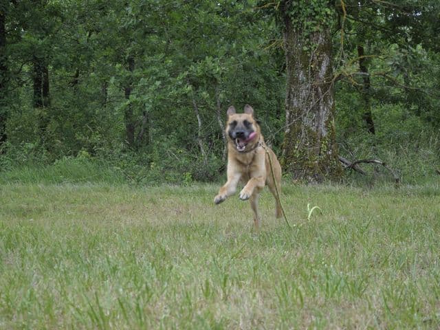 Drake, berger belge malinois, court dans l’herbe lors d’une promenade.