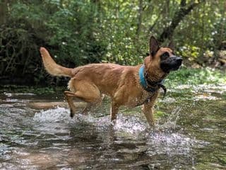 Drake courant dans l’eau pendant une promenade