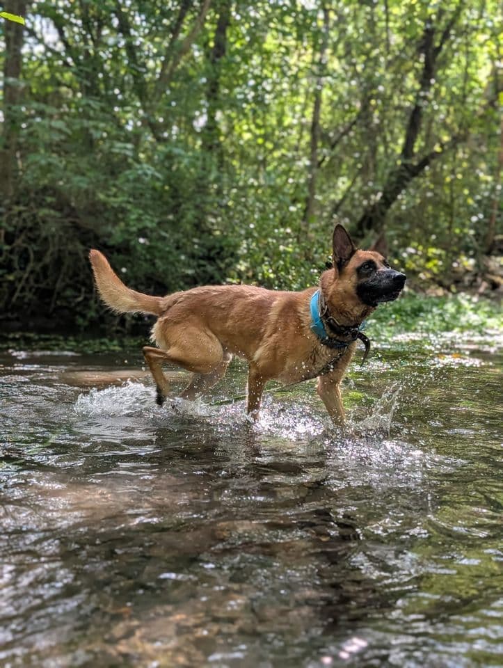 Drake courant dans l’eau pendant une promenade