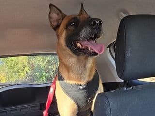 Drake installé dans une voiture