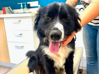 Fino_chien_adoption