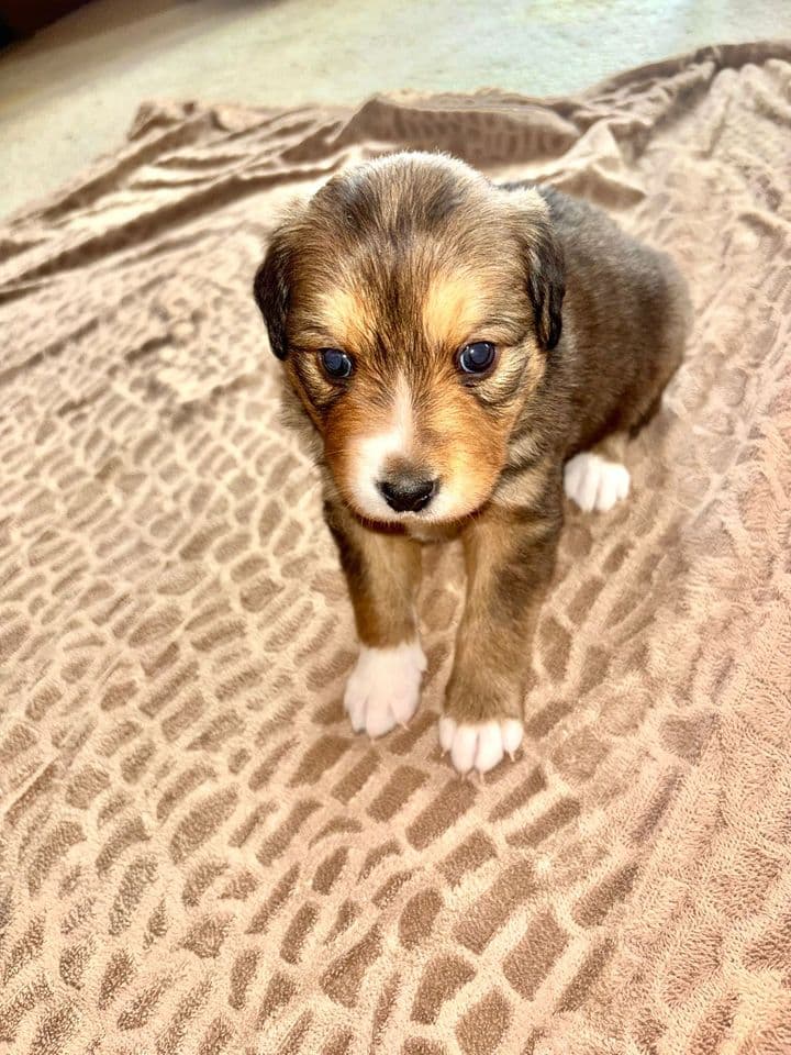 Loki, devenue Luna, jeune chienne croisée berger