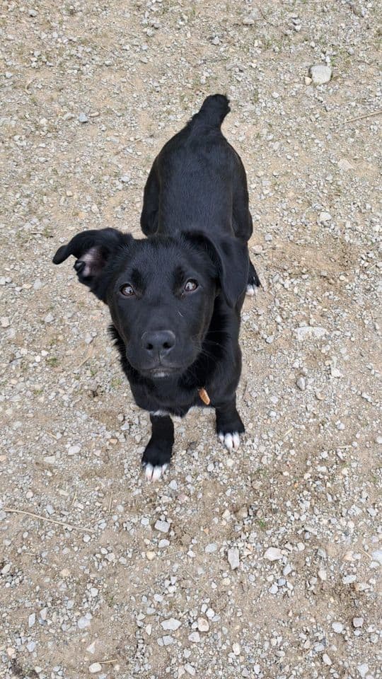 Kiss, jeune chienne noire aux pattes blanches
