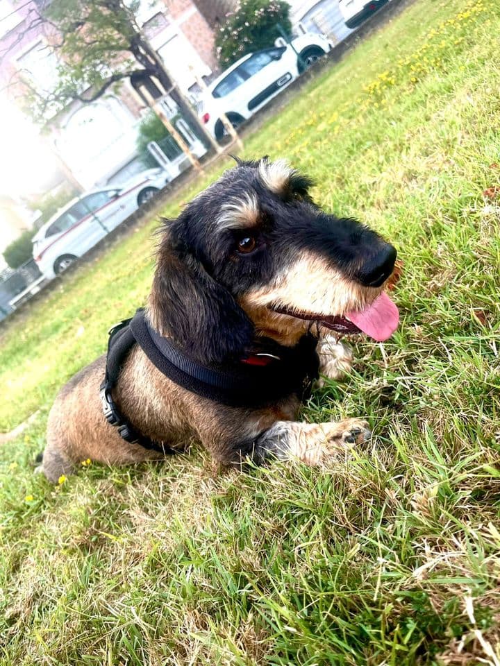 Usher, teckel à poil dur portant un harnais, couché dans l’herbe.