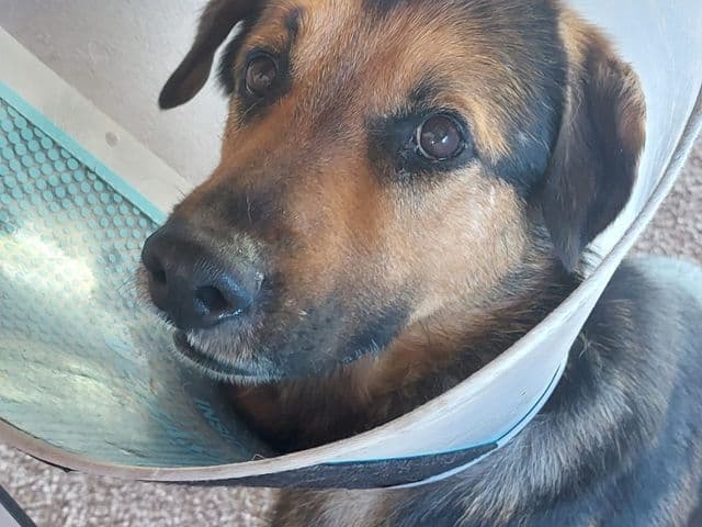 Portrait de Blade, berger allemand croisé, portant une collerette de protection.