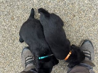 Brioche et Boubou, les deux chiots noirs ensemble en famille d’accueil