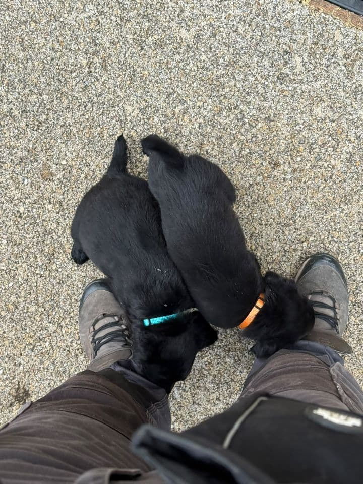 Brioche et Boubou, les deux chiots noirs ensemble en famille d’accueil
