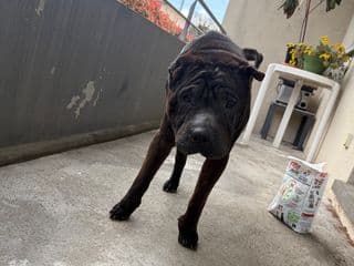 Lino debout sur la terrasse