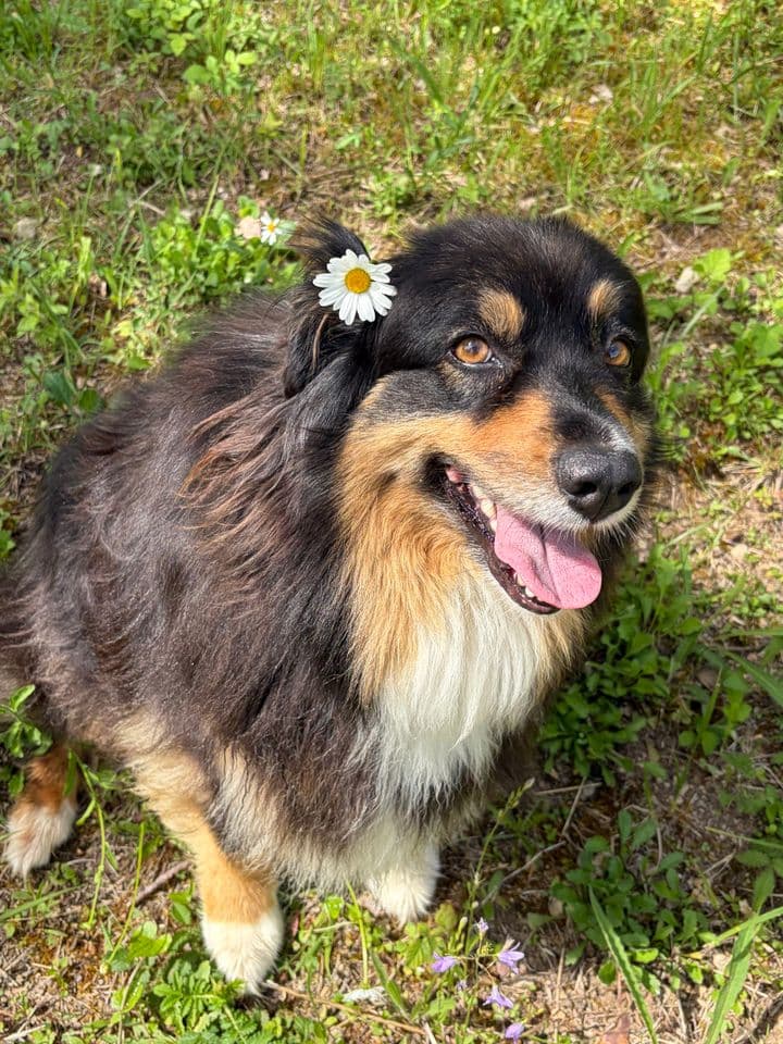 Mady, berger australien tricolore, dans l’herbe avec une petite fleur près de l’oreille.