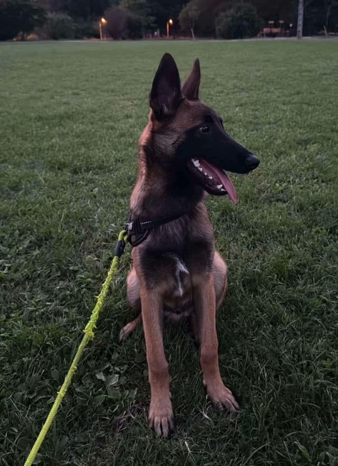 Arrow, malinois