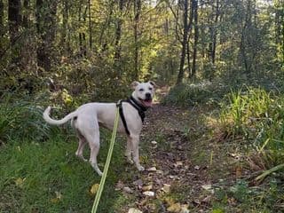 Nyx en promenade dans la forêt