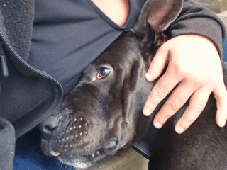Spyke_adoption_chien