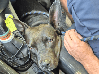 Spyke_adoption_chien