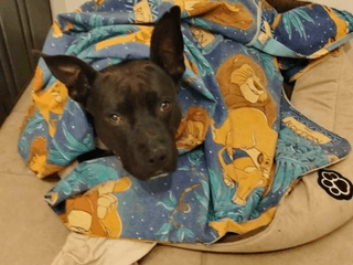 Spyke_adoption_chien