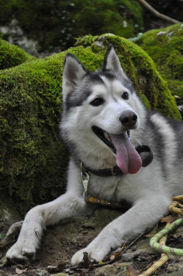 Portrait de Taïko devant des rochers couverts de mousse