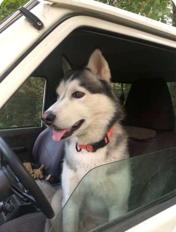 Taïko à la fenêtre d’une voiture