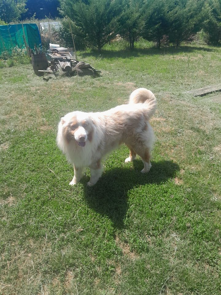 Toby, berger australien