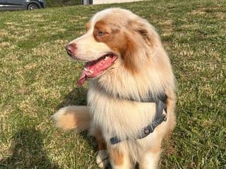 Toby assis dans l’herbe, vu de profil