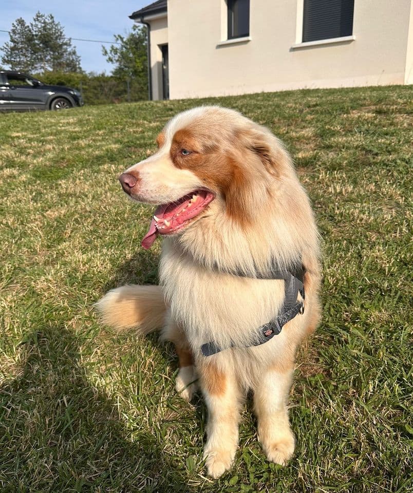 Toby assis dans l’herbe, vu de profil