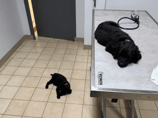 boubou_brioche_chien_adoption