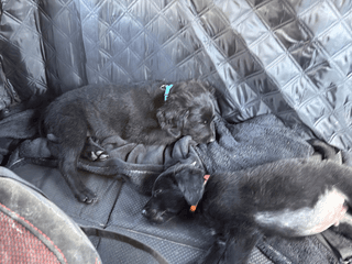 boubou_brioche_chien_adoption