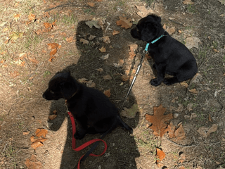 boubou_brioche_chien_adoption