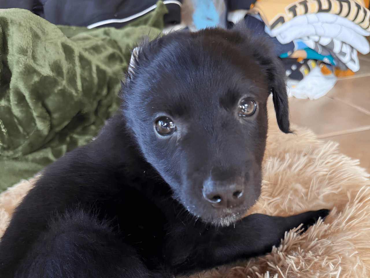 Bobby_chien_adoption