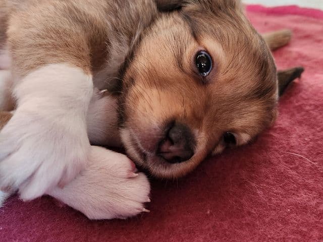 Cannelle, jeune chienne croisée berger