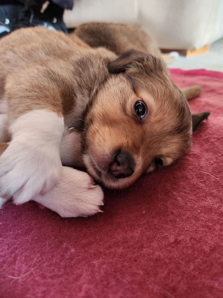 Cannelle, jeune chienne croisée berger