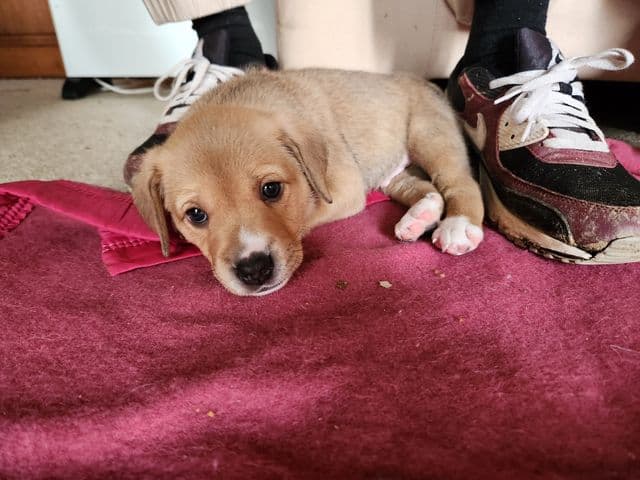 Baloo, jeune chien croisé berger au pelage beige