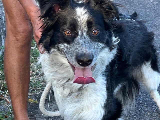 Ariel, chienne noire et blanche croisée border collie, lors d’une sortie.