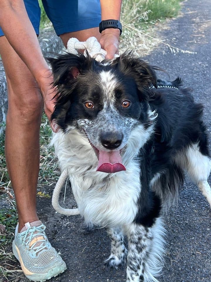 Ariel, chienne noire et blanche croisée border collie, lors d’une sortie.