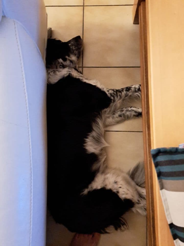 Ariel, chienne noire et blanche allongée à la maison