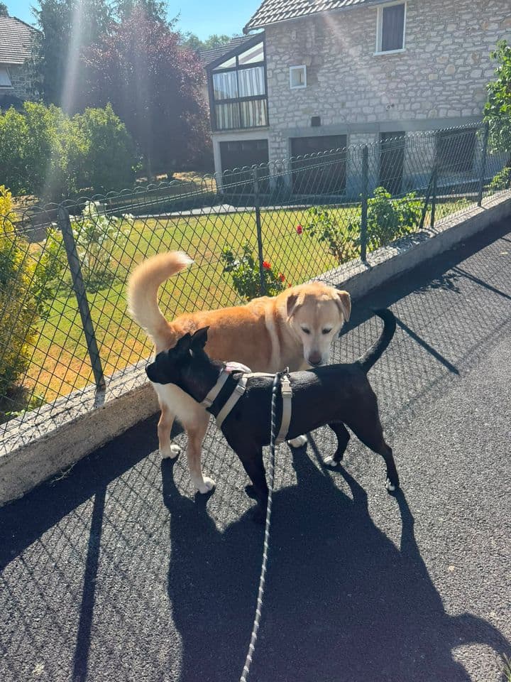 Bulma en promenade auprès d’un autre chien