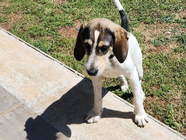 Cora, chienne de type griffon bleu, debout au soleil dans un jardin.