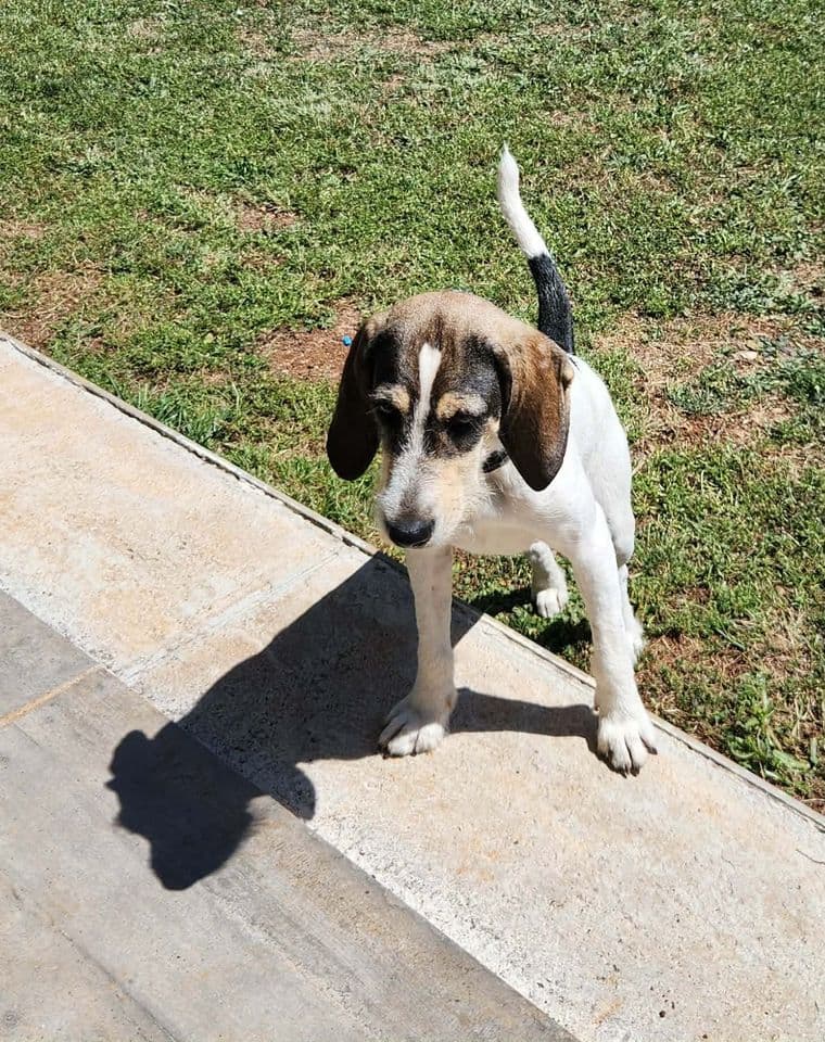 Cora, chienne de type griffon bleu, debout au soleil dans un jardin.