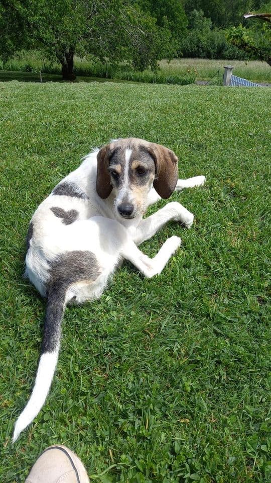 Cora allongée dans l’herbe