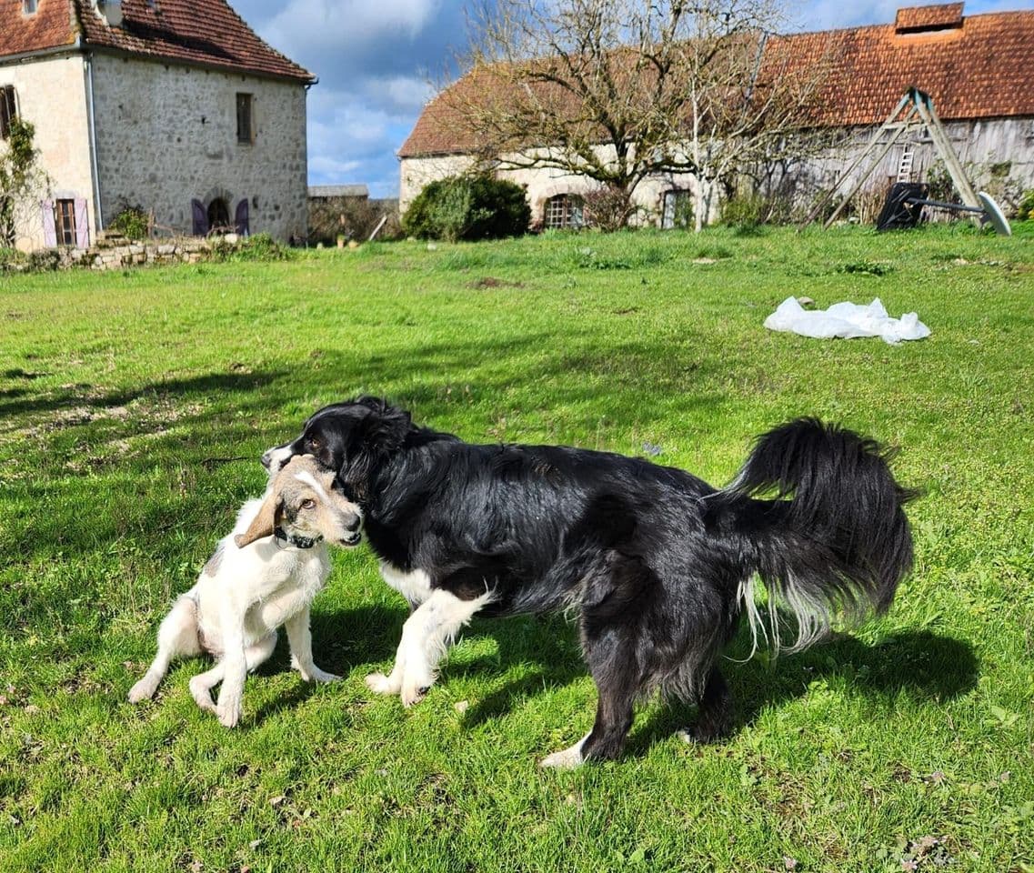 Cora jouant dans le jardin avec un autre chien