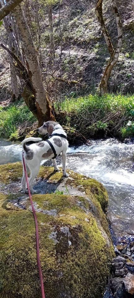 Cora en promenade au bord d’un cours d’eau