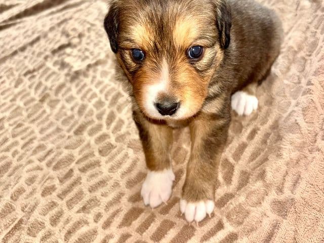 Loki, devenue Luna, jeune chienne croisée berger