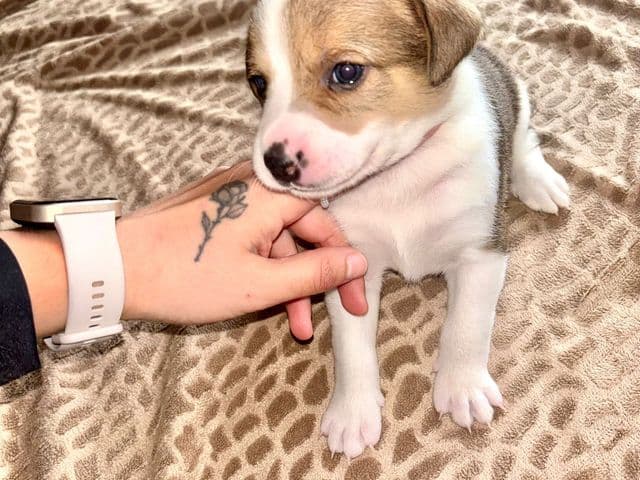 Bulle, jeune chienne croisée berger