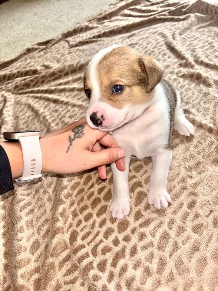 Bulle, jeune chienne croisée berger