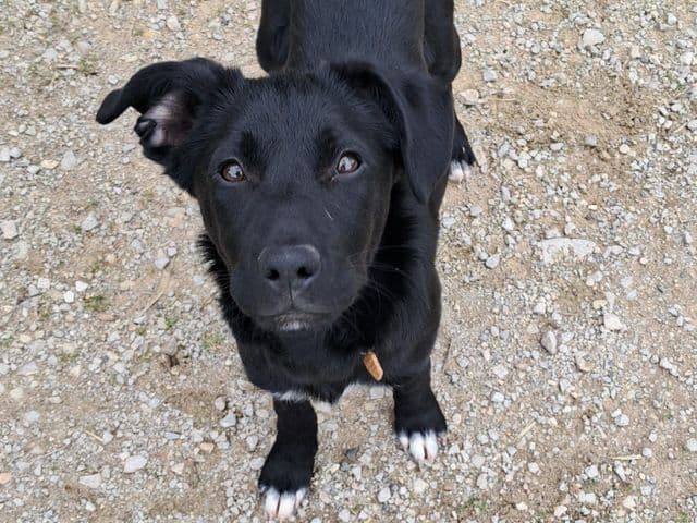 Kiss, jeune chienne noire aux pattes blanches