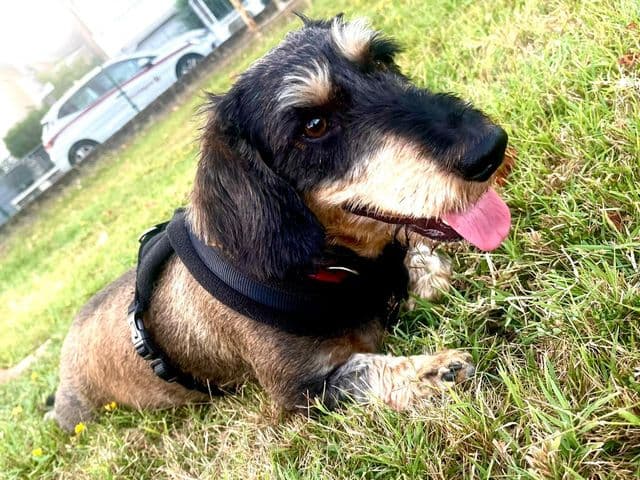 Usher, teckel à poil dur portant un harnais, couché dans l’herbe.