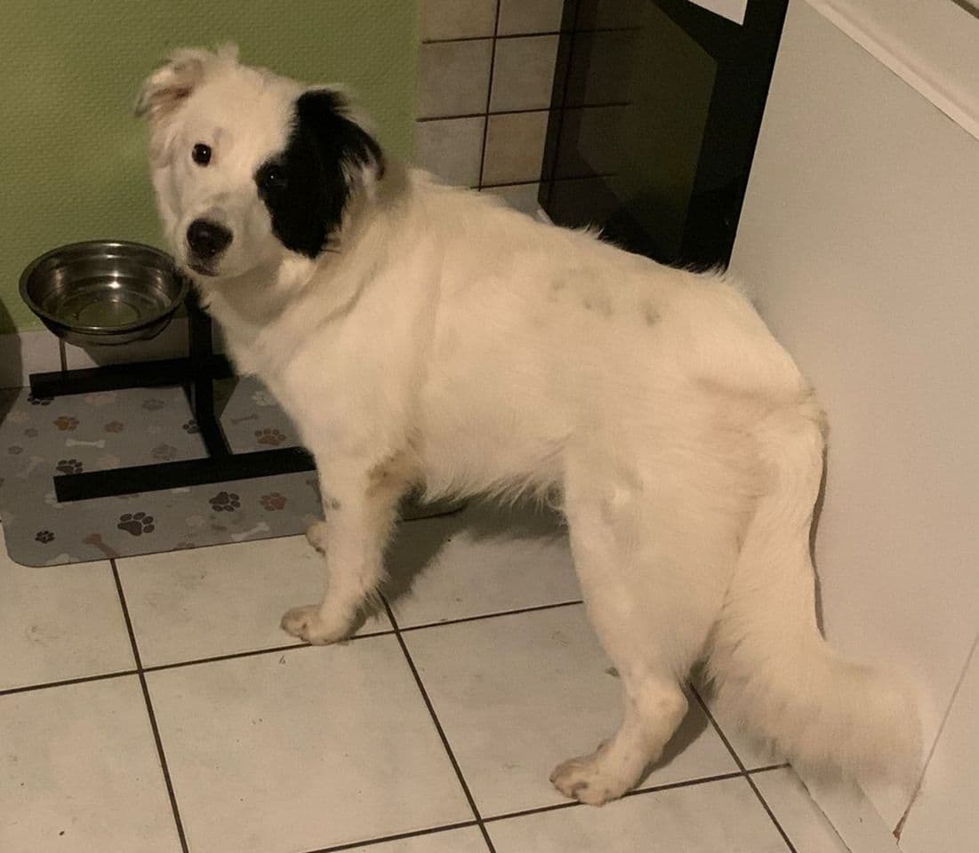 Kumba, border collie